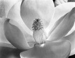 Magnolia Blossom, 1925